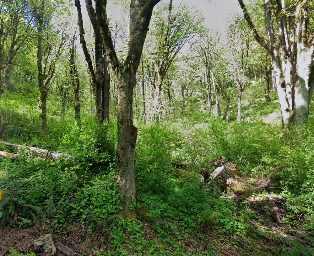 Potential Hobbit Hole site??

Image is of a verdant forested land with several trees
