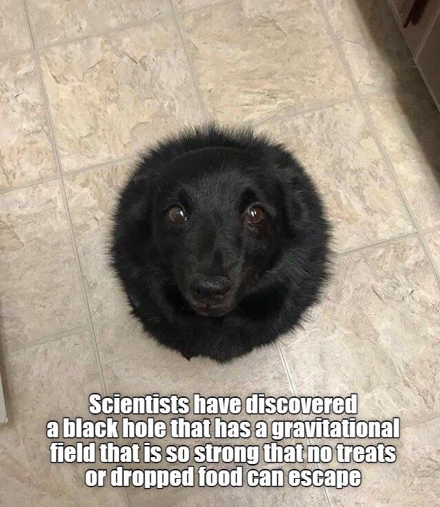 Black dog sitting in kitchen with white tile, viewed from above so that it looks like a circle with a nose and eyes.  Caption: Scientists have discovered a black hole that has a gravitational field that is so strong that no treats or dropped food can escape.