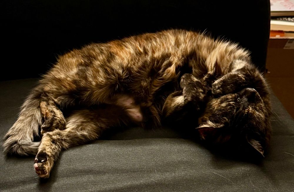 This is our senior tortoiseshell kitty Frey, laying on her side on our grey couch with her front paws and head facing up. She is a kitty yoga master. 