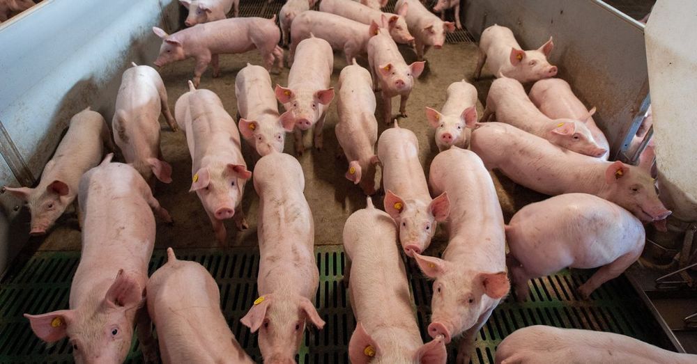 Miljoenen kuikens en biggen halen nooit de slacht