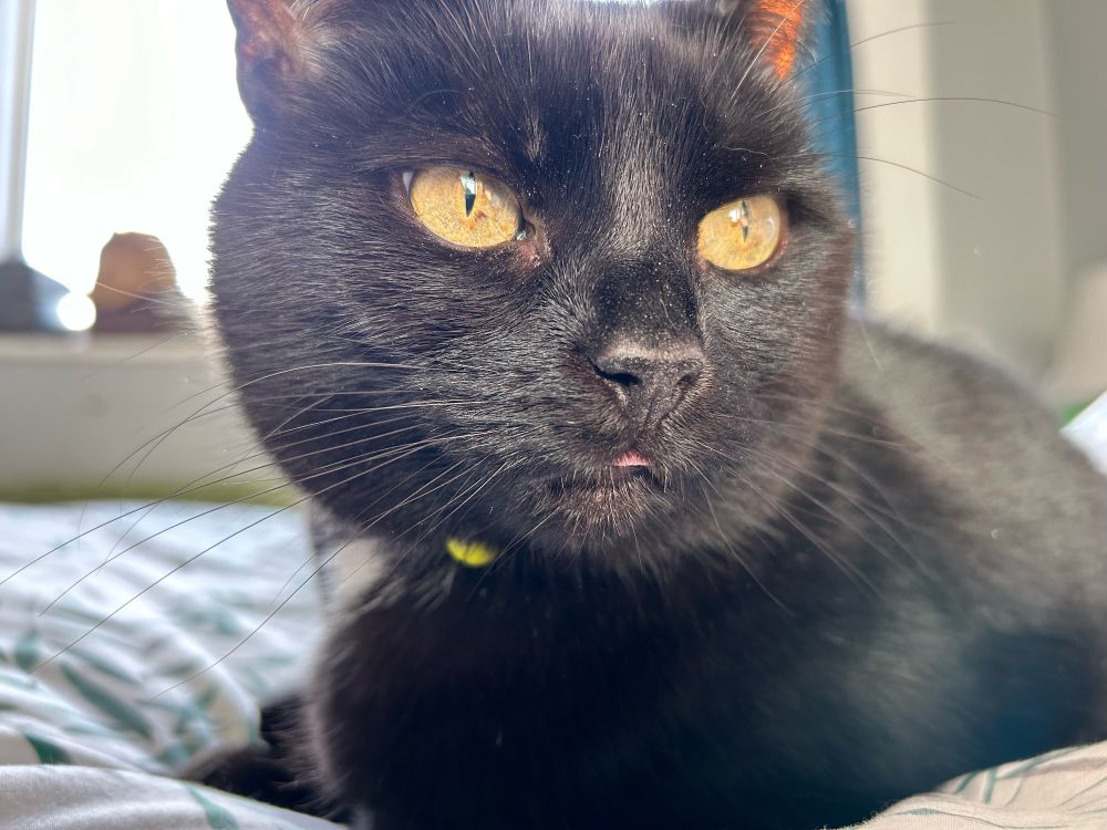 A black cat with its tongue out about 2 millimetres  