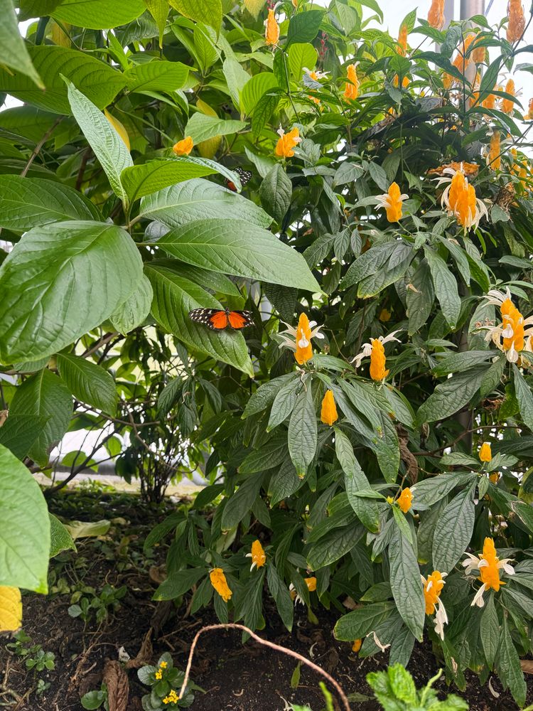 Plants and a pretty butterfly 