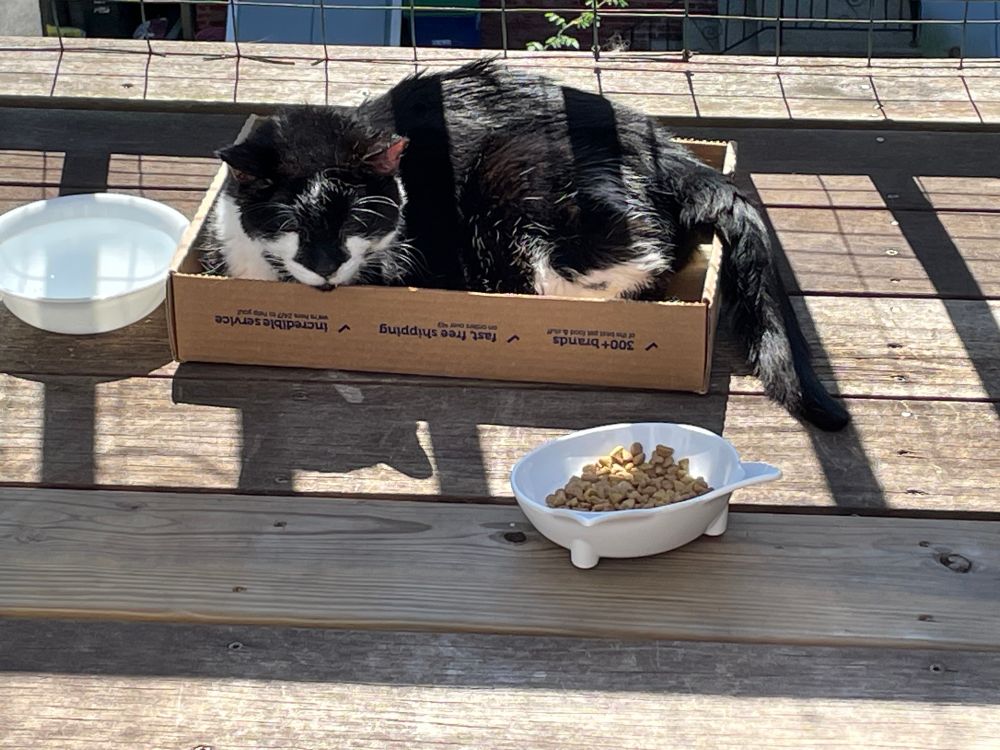 A black and white cat lies in a Chewy box on a wooden porch. He has water and kibble in easy reach. He’s enjoying the sun shining on him.