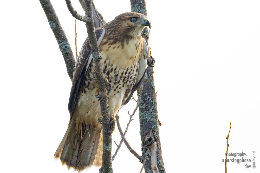 Eye covered by its semi-transparent nictitating membrane, a cream-breasted hawk with brown flecks and head grasps a high branch in strong talons.