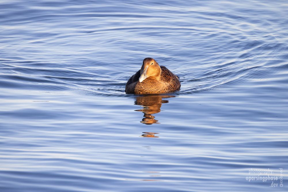 A loaf-like female sea-duck glows bronze as it swims towards us over a calm sea.