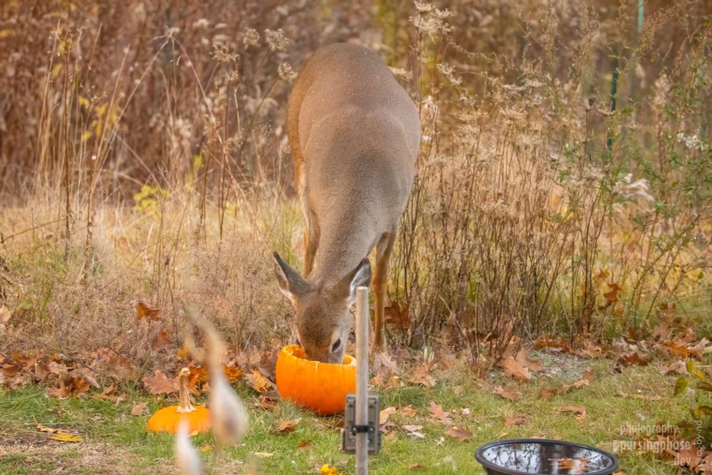 "The good stuff's inside!" The deer pokes its nose right inside the pumpkin.