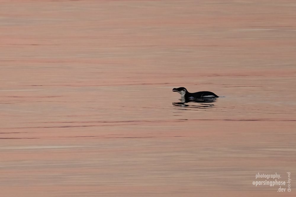 A little penguin-like seabird swims through the ripples of a near-calm sea reflecting the colors of sunset.