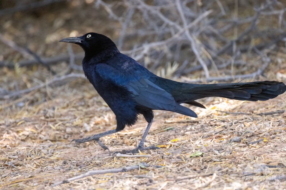 A blue-black, vaguely crow-like bird that's about 50% tail struts along with a curious head-tilt.
