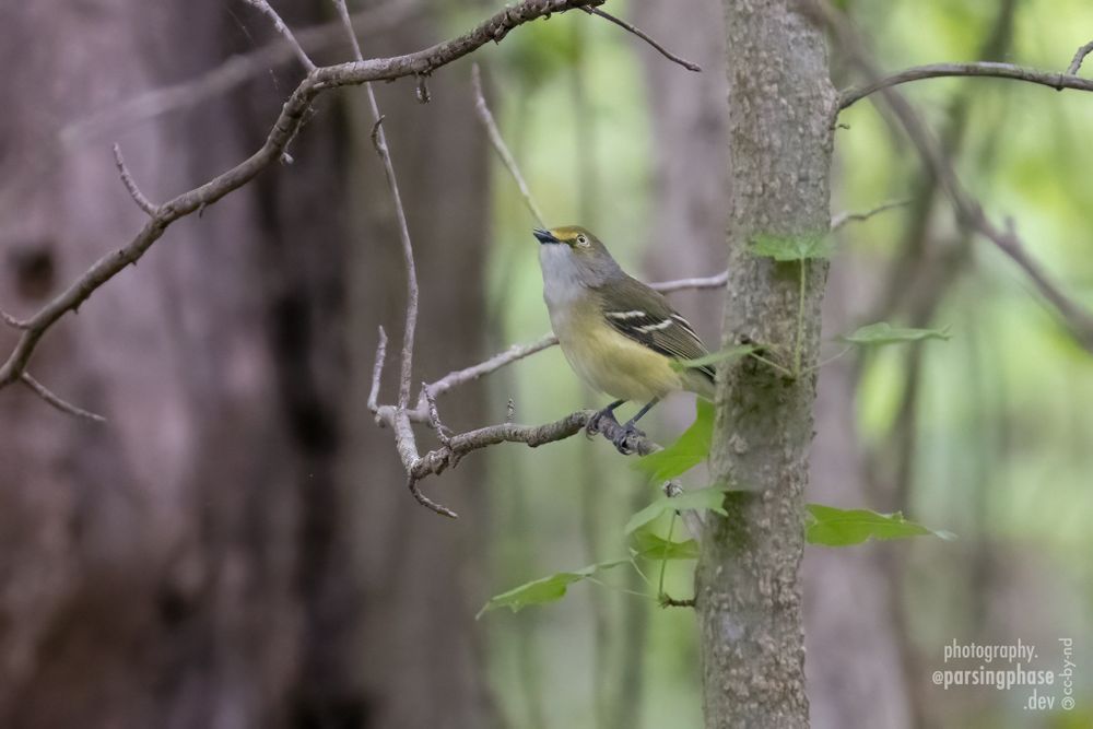 A small warbler-like songbird with a gray-green back and a bright yellow eye and breast perches on a thin branch.