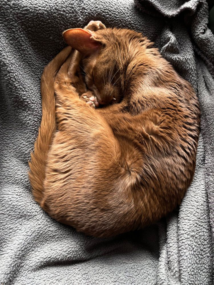 Our cat named Pingping curled up and sleeping like a baby