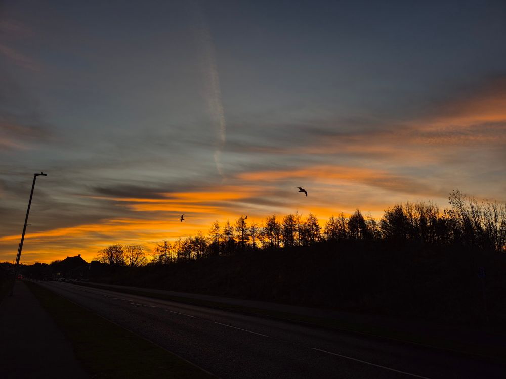 The silhouettes of a bank of trees, some birds and a lamppost are seen with the backdrop of a multicoloured sky. I won't attempt to state which colours as I'm colourblind, so I'm likely to get some wrong.