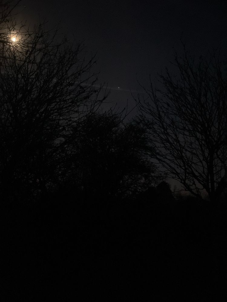 A bright moon highlighting trees that look like cardboard cut outs against the sky