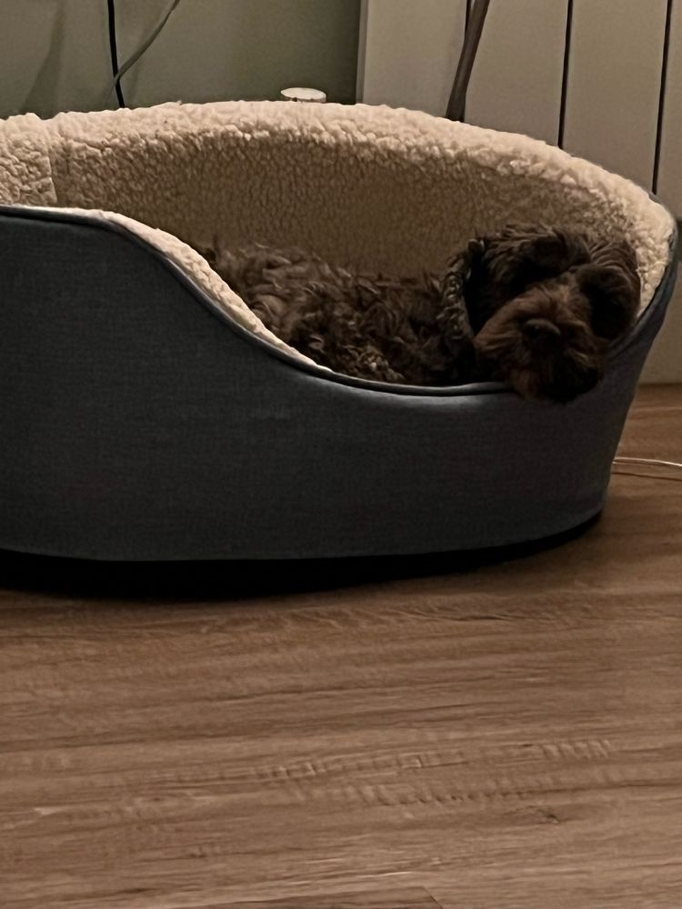 A grumpy dark brown dog lies comfortably in its bed