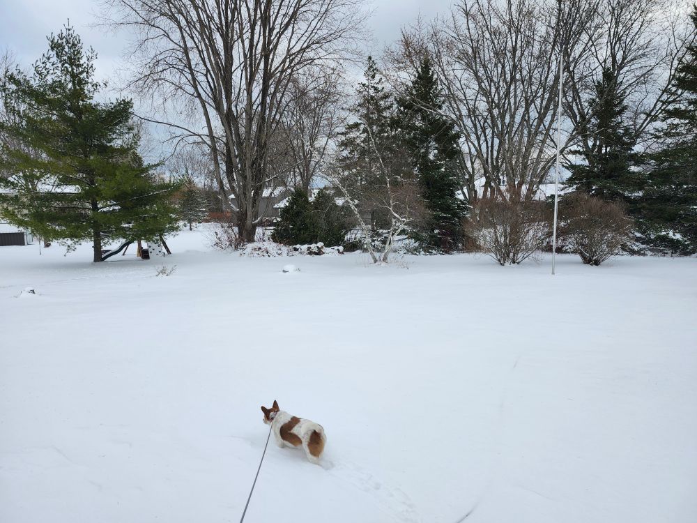A small dog in a yard of ~8 inches of snow.