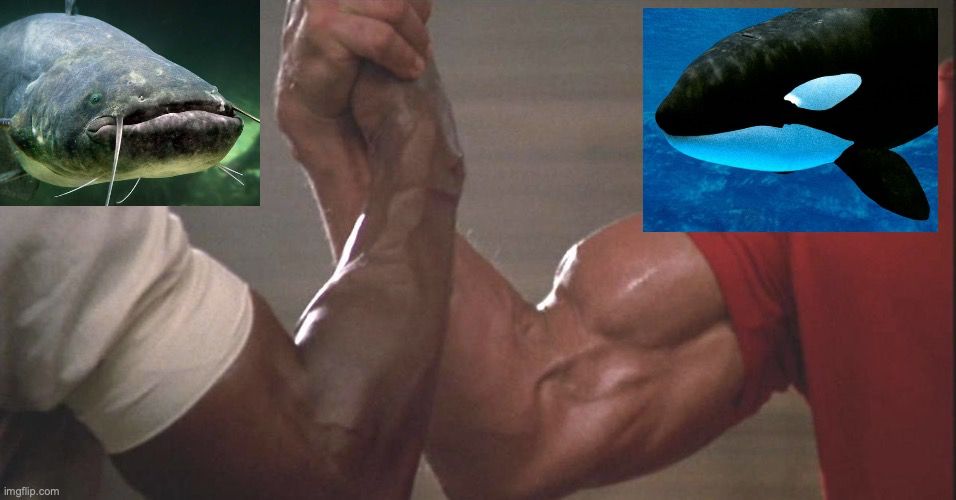 Das Meme wo zwei starke Arme einschlagen, mit einem Wels und einem Orca extrem billo reinkopiert.