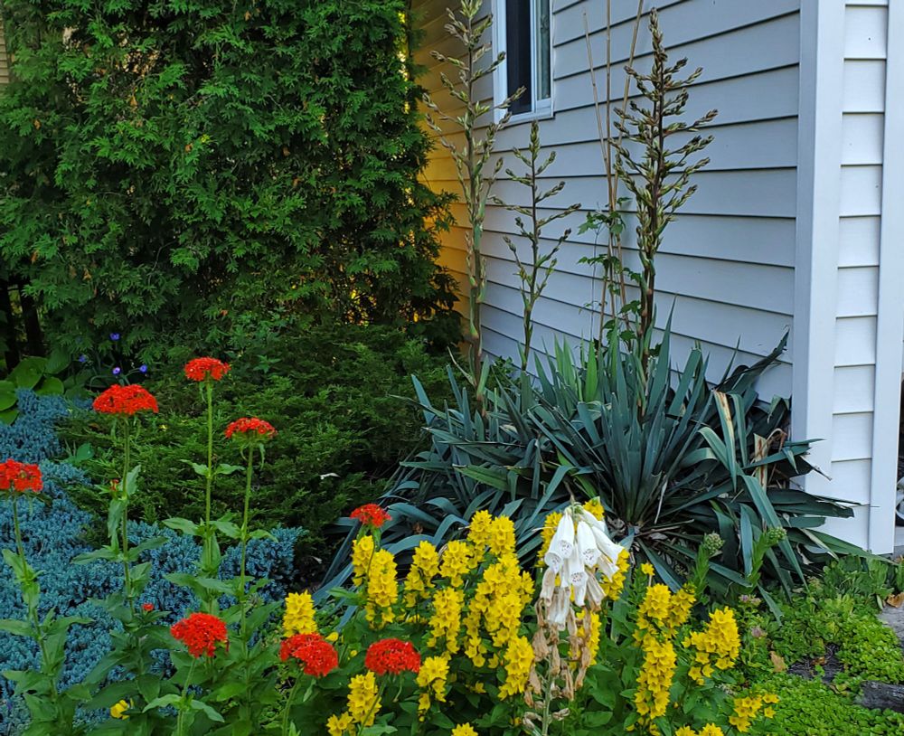 Red,  yellow and white blooms with tall flower spikes green behind