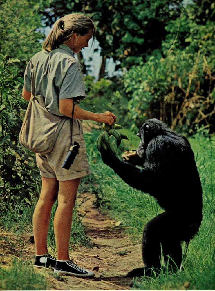 David Greybeard, a wild chimpanzee, gets a handout of bananas from author Goodall, who studies the apes under a National Geographic Society grant. This scene near
her camp represents a triumph for Miss Goodall; at first the animals fled if she came
within 500 yards. Knapsack holds camera and notebook. She carries a whistle in her
pocket to summon searchers in case of accident in the rugged Tanganyika hills.