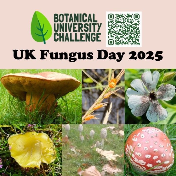 Picture waxcap, inkcap, Boletus, ergot, smut, fly agaric. UK Fungus Day 2025