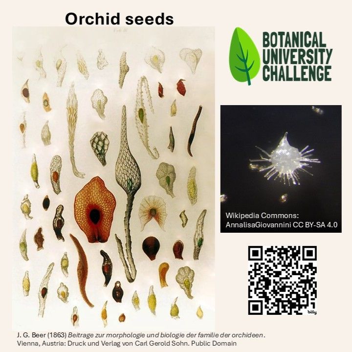 Drawings of orchid seeds from 1863 book; photo of orchid seed germinated on synthetic, sucrose-containing medium; logo Botanical University Challenge.