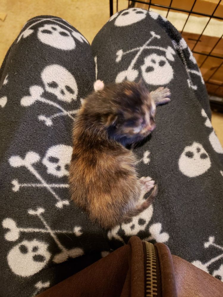 A newborn tortoiseshell kitten laying on the lap of someone wearing black pajama pants with white skull and crossbones designs. The kitten is two days old, its eyes still closed and ears still folded. Its two exposed paws have thin fur and look white.