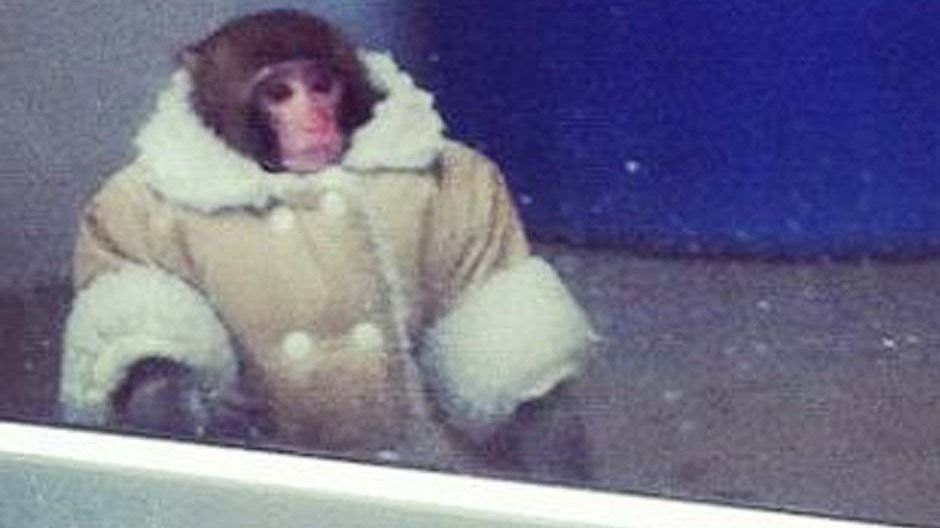 IKEA monkey in a snazzy coat.
