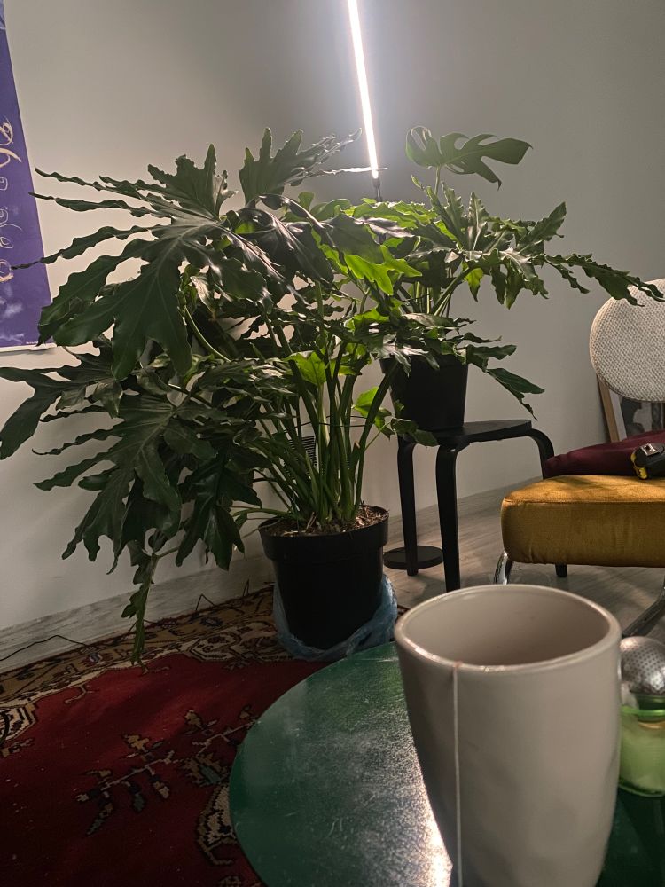 2 plants standing tall under a LED grow light. The split-leaf philodendron plant is on the floor next to a black stool with a montesera  and a yellow chair. 

A cream mug on a green table is in the foreground 