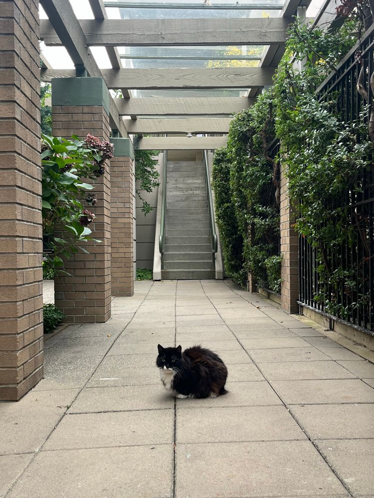 Cat with “fresh out of fucks to give” resting face…