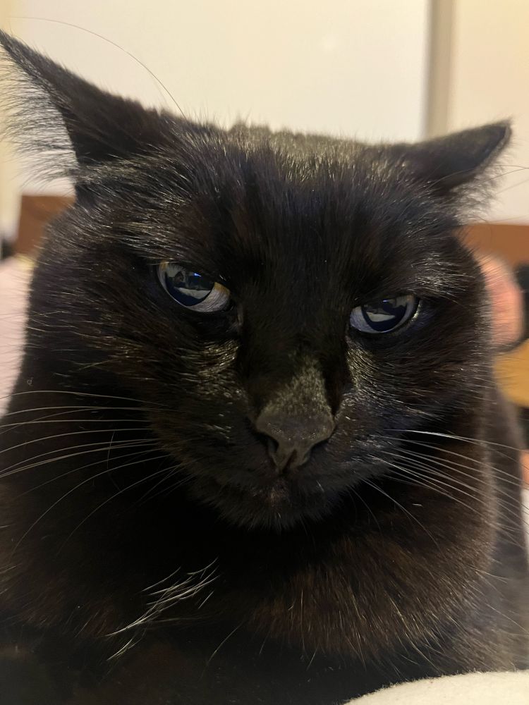 Black cat, annoyed at the world 