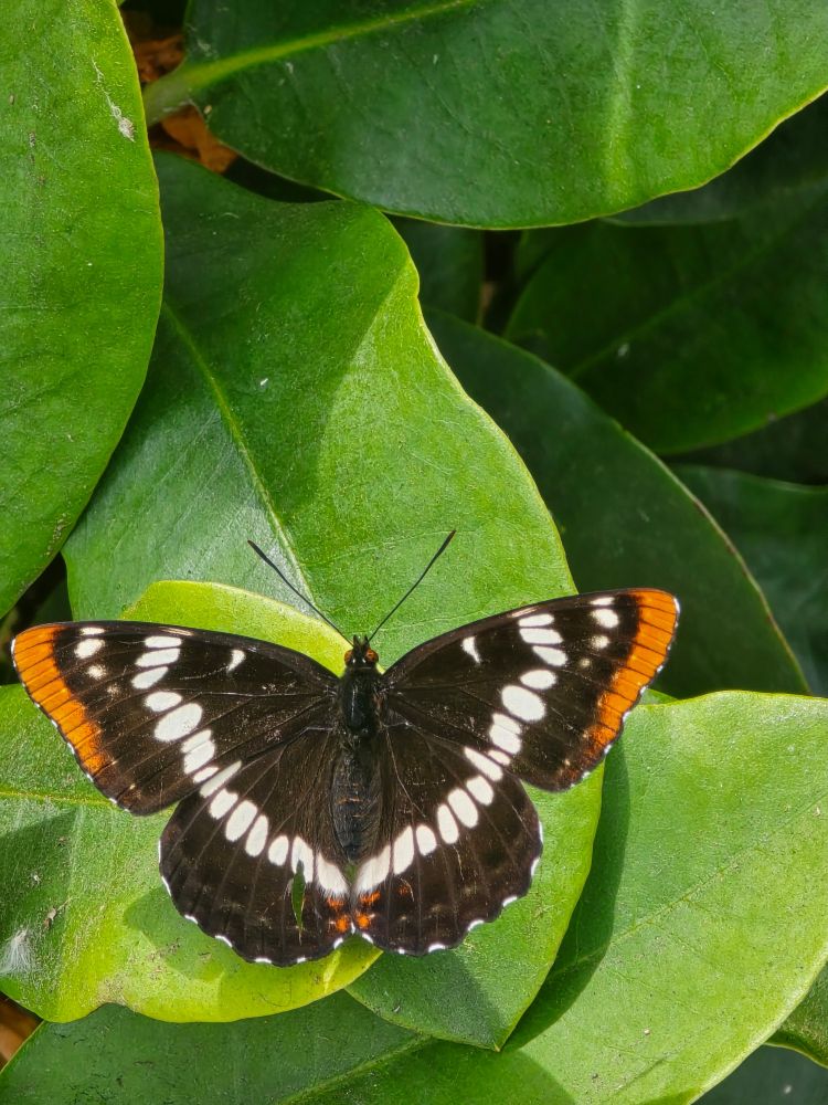 Black butterfly with white dots and orange wingtips sitting on a leaf