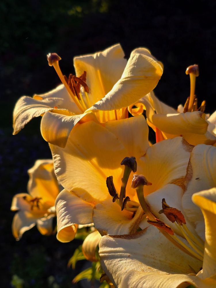 Yellow lilies in the sun