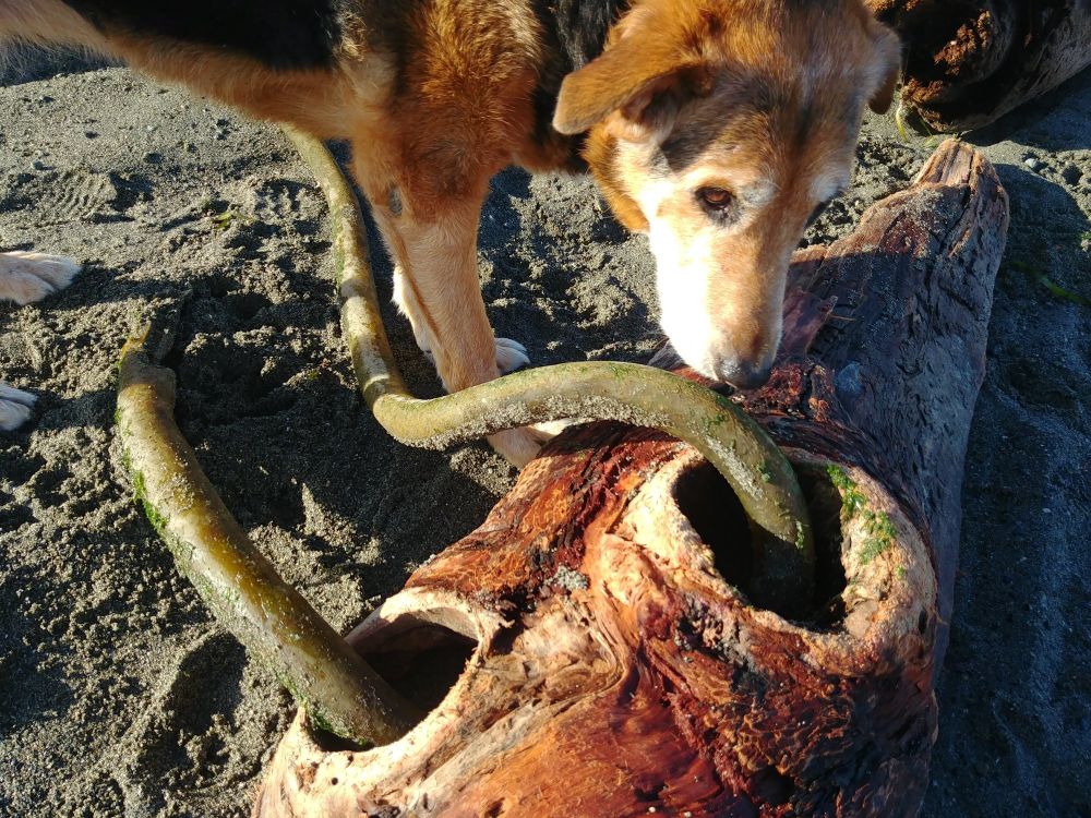 Old dog sniffing kelp that is coming out of a log on a sandy beach