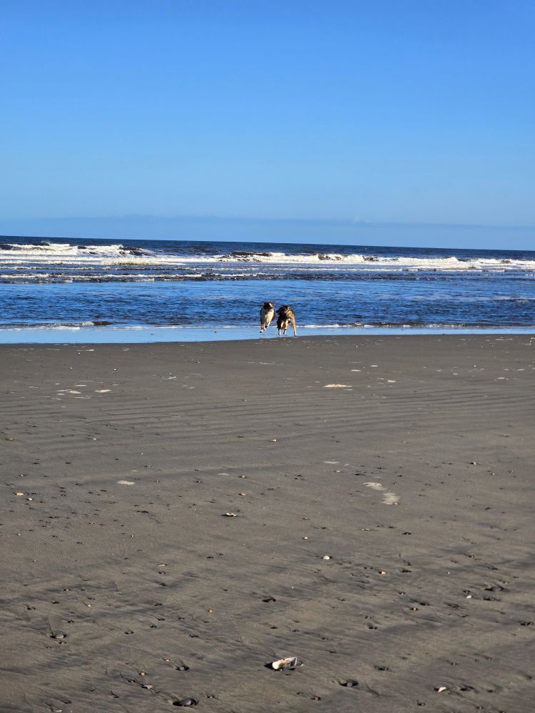 Two dogs running on a beach, surf is in the background. All their paws are off the ground at the same time.