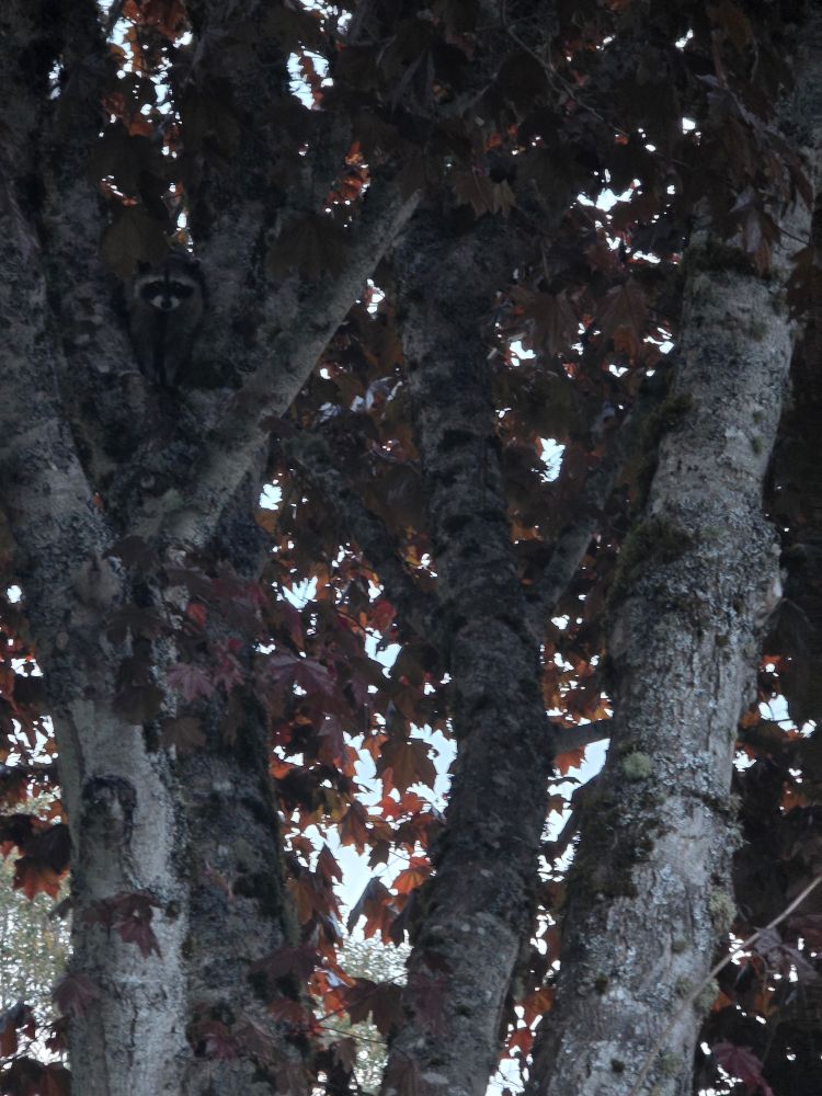 Raccoon sitting in the branches of a maple tree