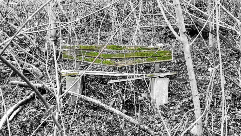 Defekte Bank im Grunewald am Teufelsberg, Berlin