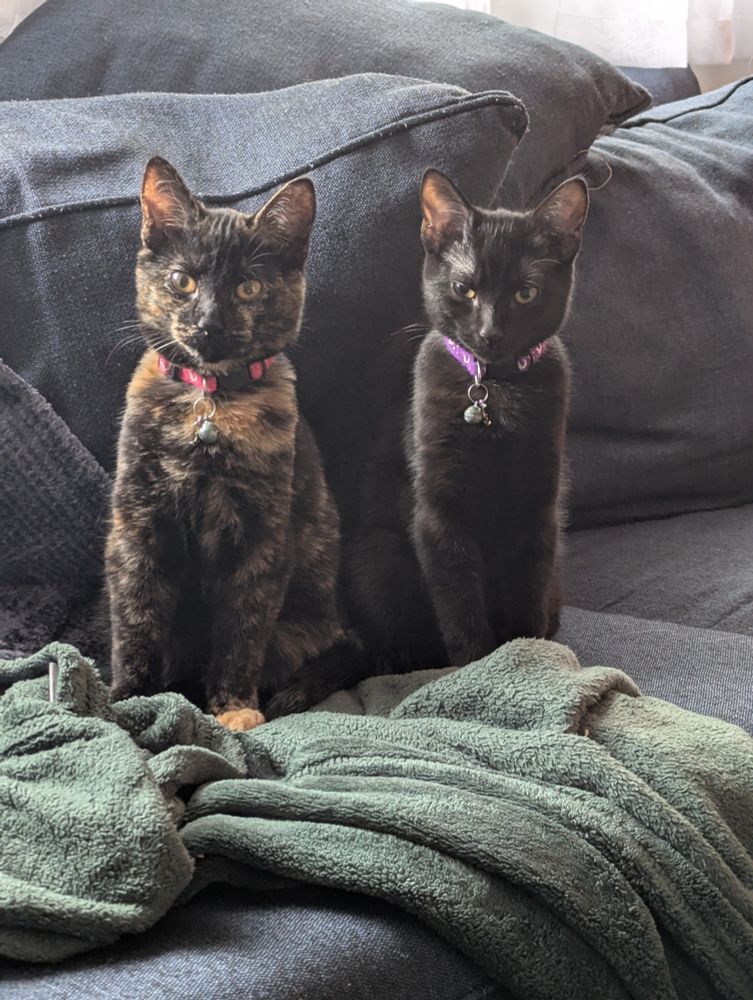 A Tortie cat next to a black cat looking into the camera like haunted dolls.