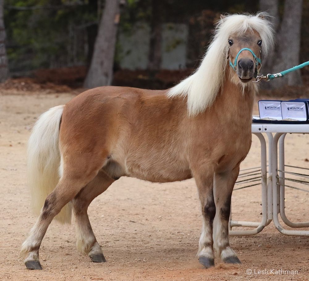 Finnegan, a young silver bay Shetland Pony standing facing the viewer, showing lots of attitude