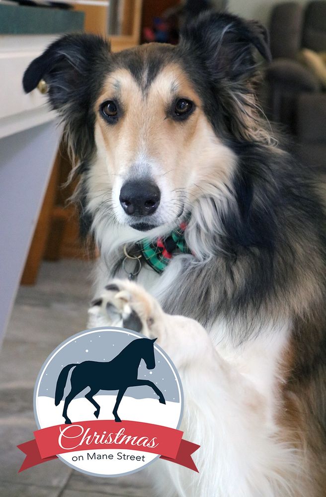 Lesli's Scottish Collie, Quinn, is dressed in a green and red bowtie and looking at the camera. His paw is resting against the Christmas On Mane Street logo. 