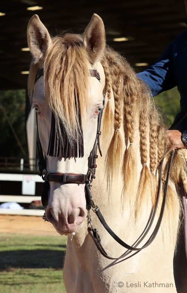 A headshot of a cream pearl PRE gelding, with the horse facing straight at the camera. His blue eyes, pinkish skin and golden-brown mane are all visible. 