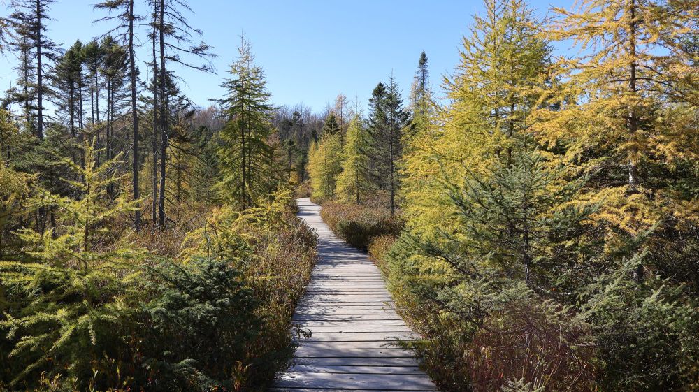 Parc écoforestier de Johnville - Sentier de La Tourbière - Une passerelle au milieu de la végétation. Les mélèzes ont pris une belle couleur jaunâtre. Le ciel est bleu. (octobre 2025).