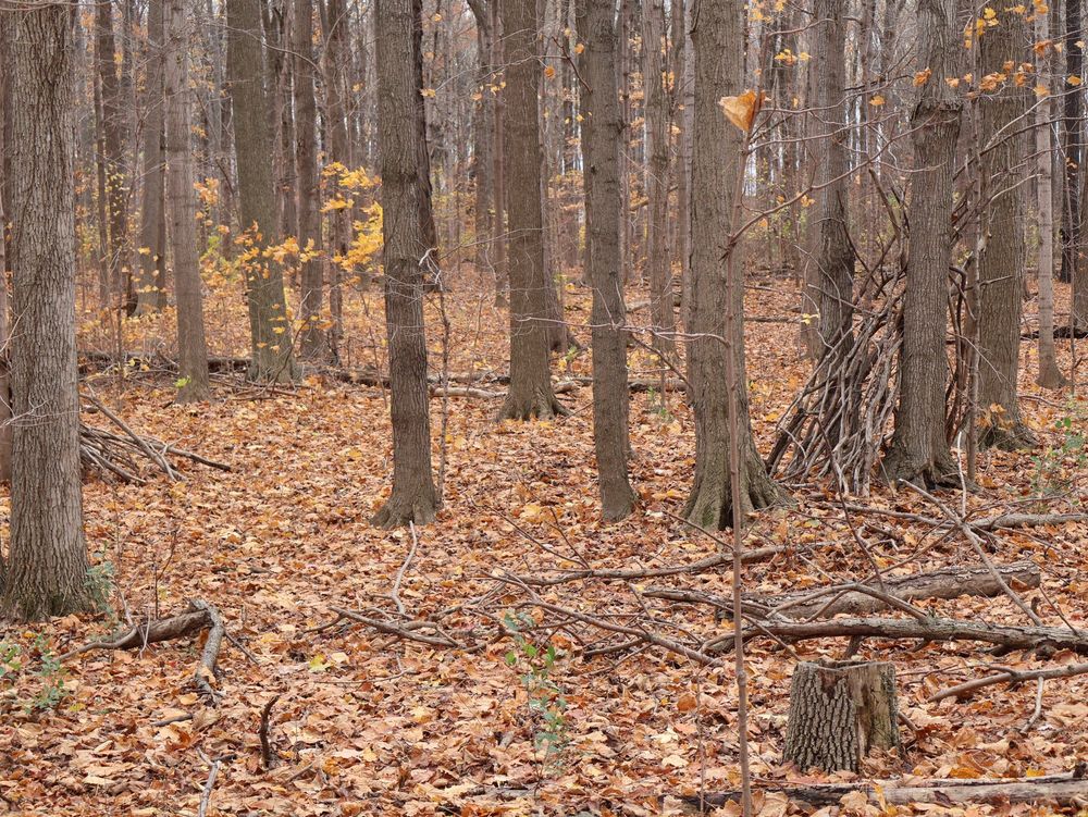 Forêt dont le sol est tapissé de feuilles mortes. (novembre 2025).