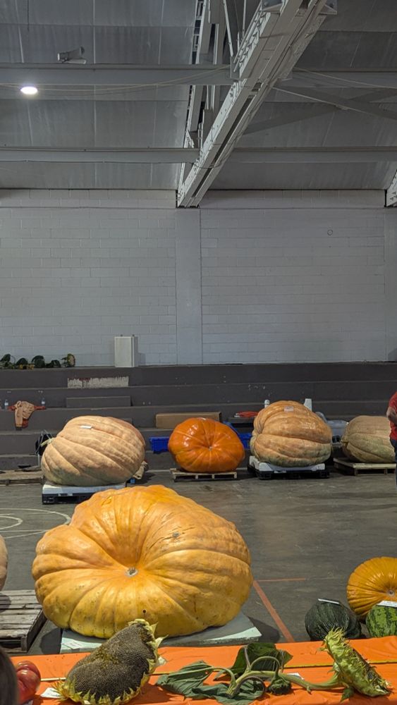 A photo of some very large pumpkins. They are so big they have collapsed under their own weight. 