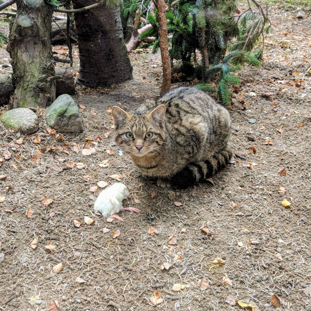 A Scottish wildcat looks up from its lunch at the Highland Wildlife Park. It looks a lot like a regular tabby cat but with a thicker tail. 