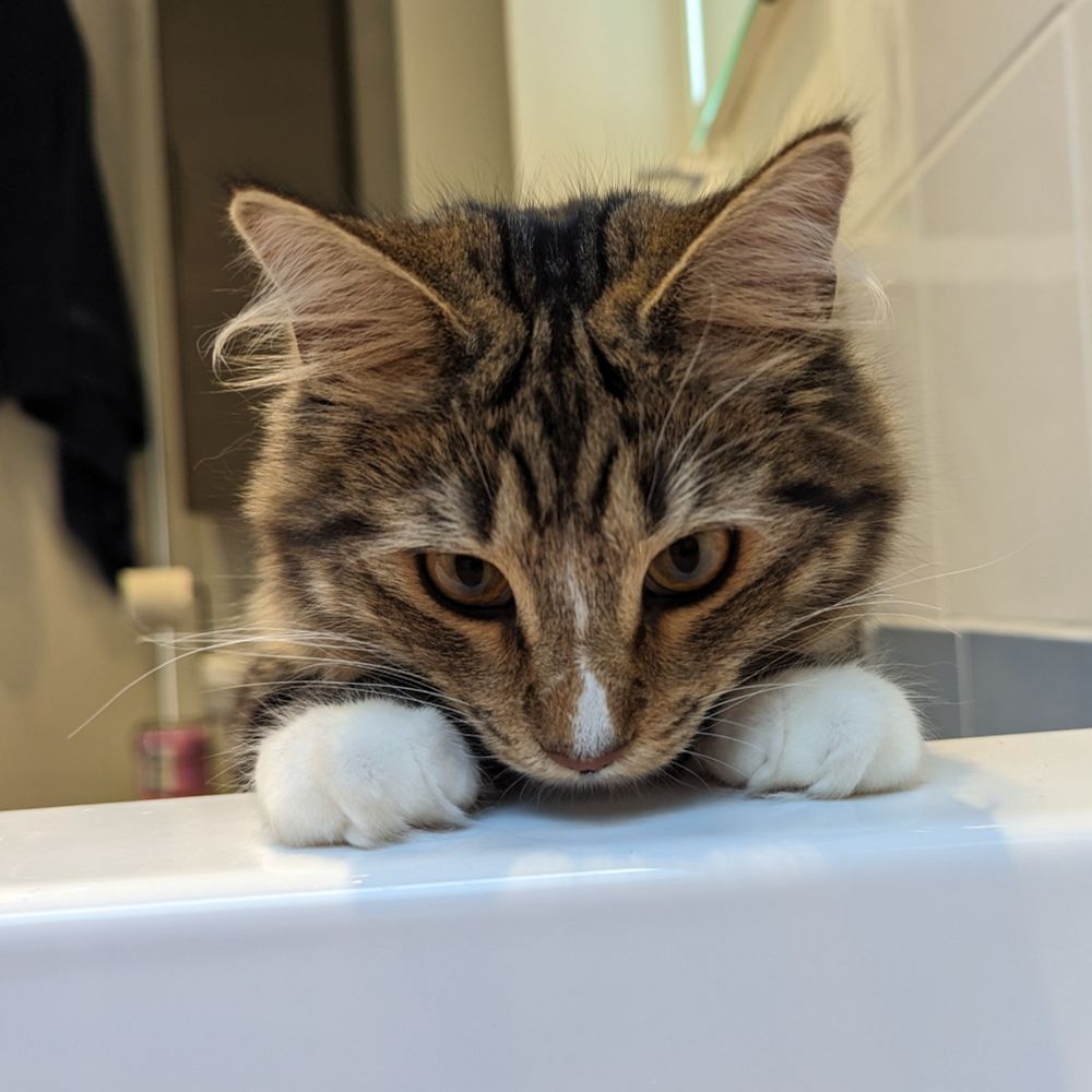 A photo of my tabby cat Eddie, from my pov in the bath. He has his front paws and head on the edge of the bath, and is looking at me.