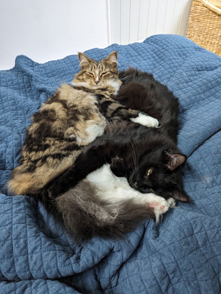 A photo of my two cats, Eddie and Agnes, looking up at me because I disturbed their nap. They are lying on a blanket snuggled up together, facing in opposite directions, each using each other as pillows and stretching their front paws over their sibling.