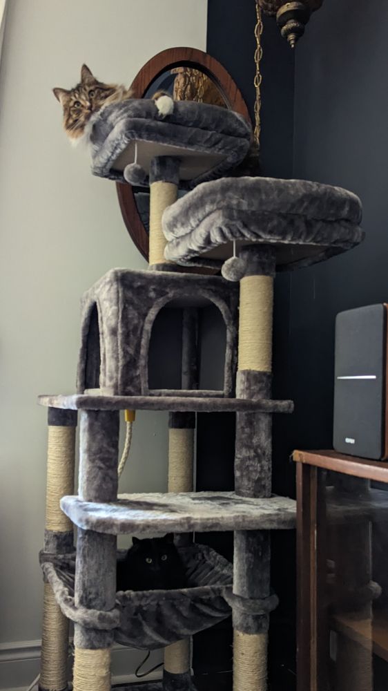A photo of a tall cat tree with various different platforms. My black cat Agnes is curled up in the hammock bit at the bottom, and her brother, tabby cat Eddie, is lying on the top platform. 