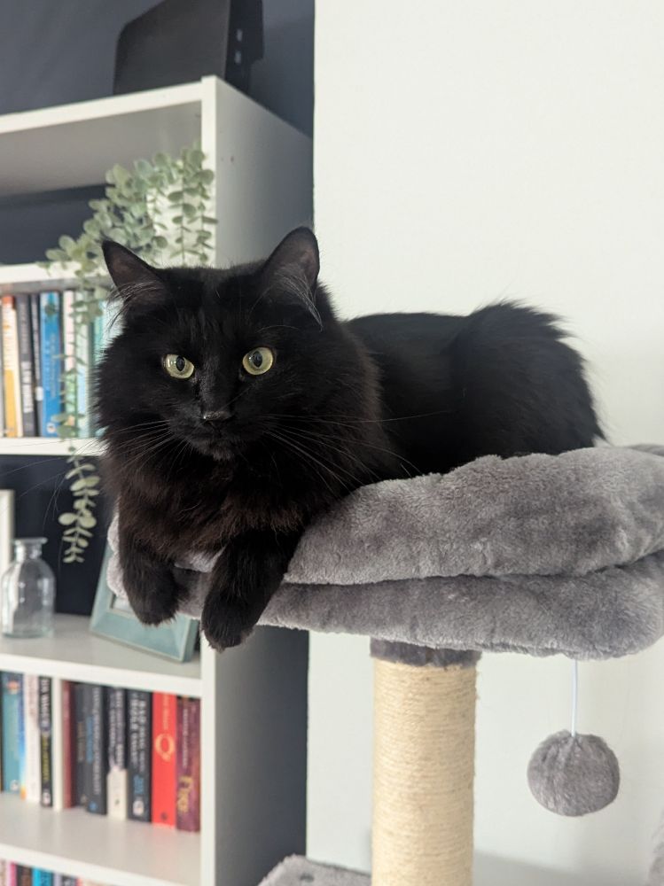 A photo of my black cat Agnes lying on top of a cat tree, front paws dangling over the side. 