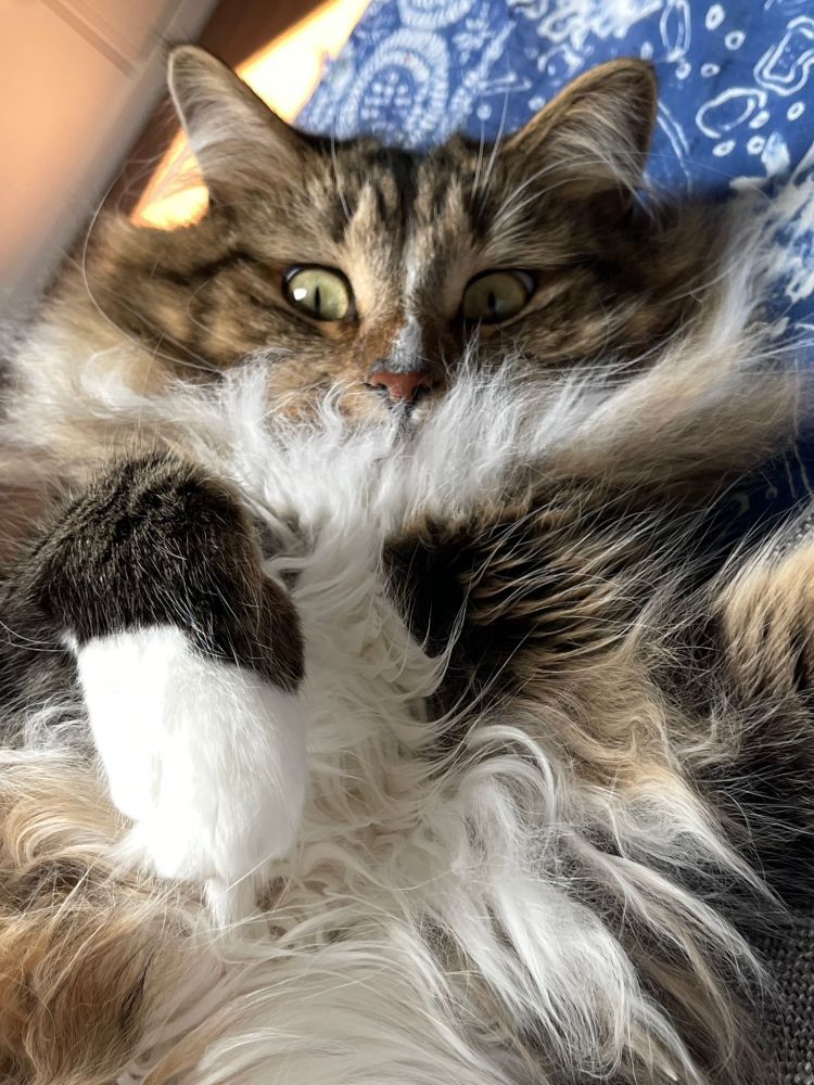 A photo of my tabby cat Eddie lying on the floor, looking at the camera over his giant chest floof that obscures the bottom part of his face. 