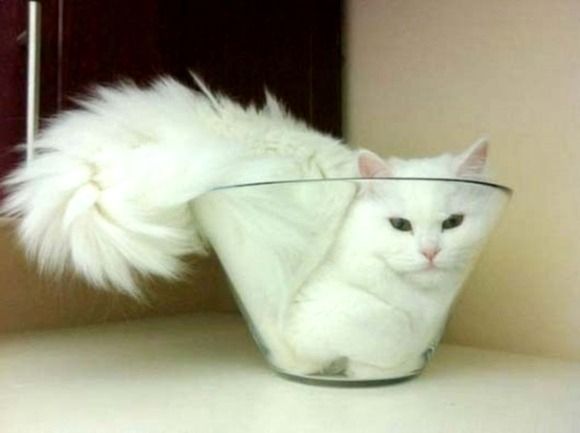 A cat in a glass bowl, appearing to conform entirely to the shape of the bowl, much like Odo does when he melts into his bucket.