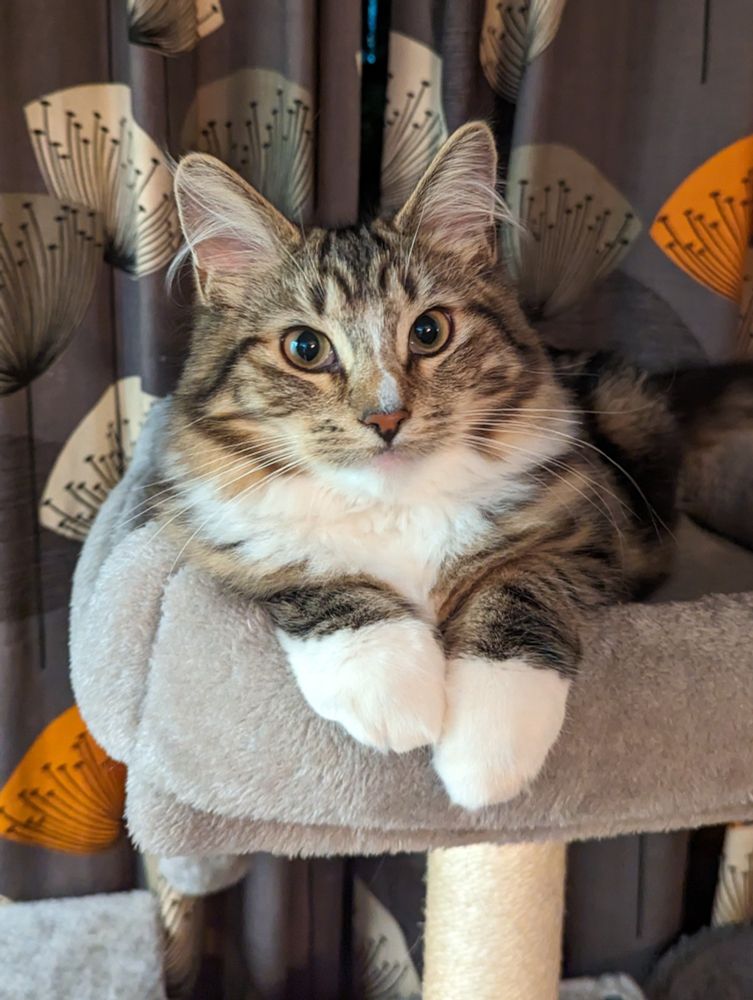 A photo of my tabby kitten Eddie perched on his cat tree. He is looking at the camera and his front paws are over the edge of the platform. They are Big.
