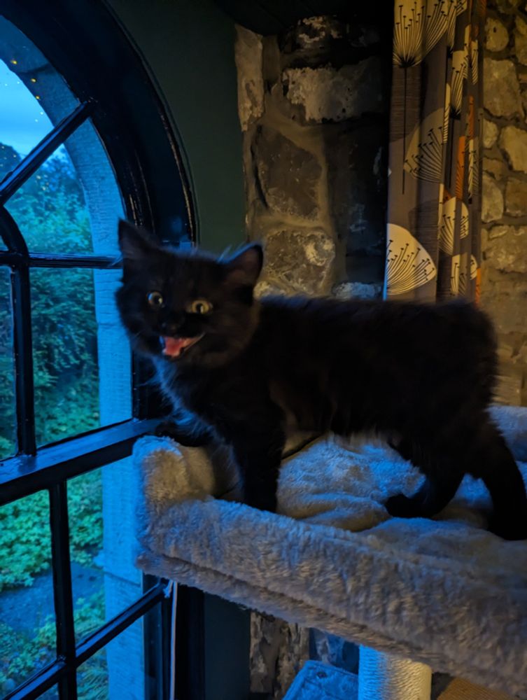 A photo of a black kitten standing on top of a cat tree by a window. She is looking towards the photographer (me) and miaowing quite forcefully. 